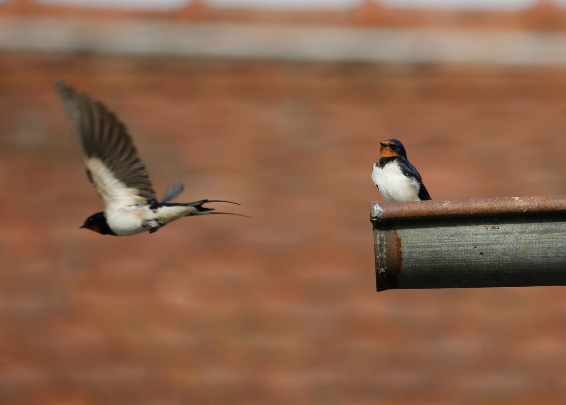 Rauchschwalben